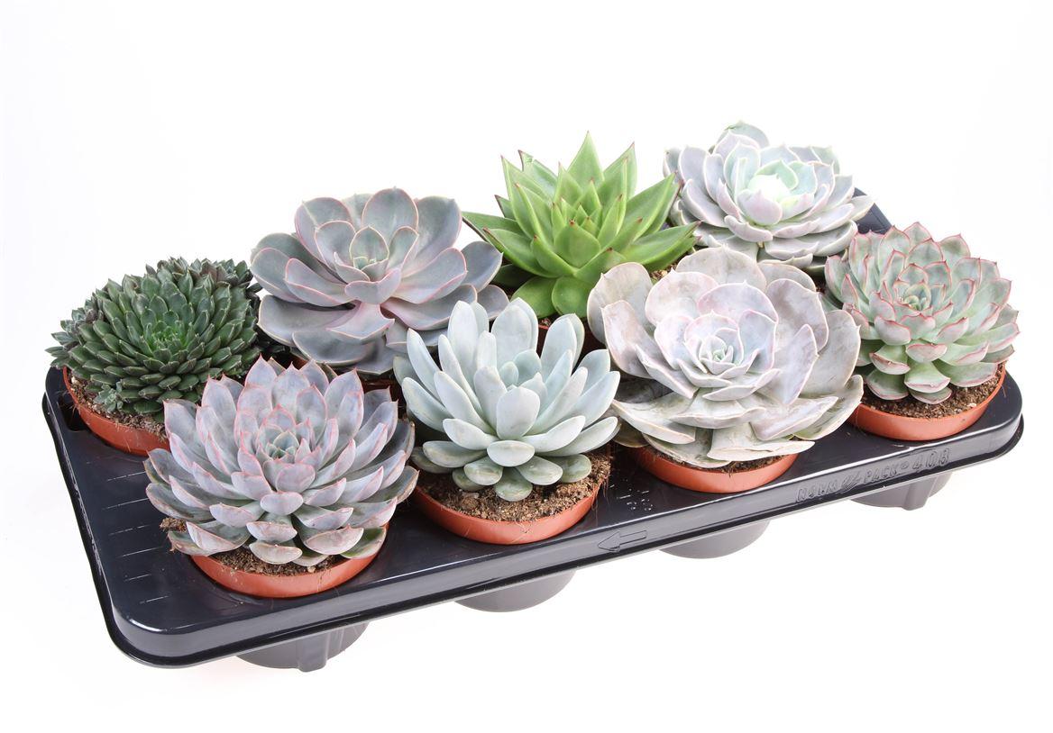 Горшечные цветы и растения оптом Echeveria Mix Extra от 8шт из Голландии с доставкой по России