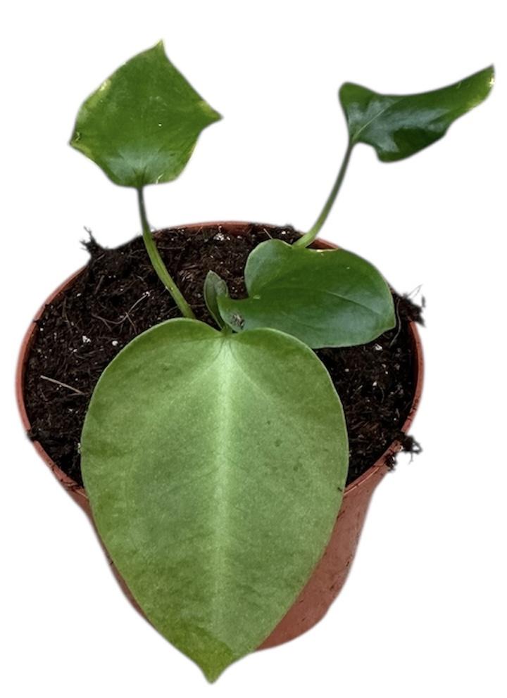 Горшечные цветы и растения оптом Anthurium Napo от 1шт (для телеги) из Голландии с доставкой по России