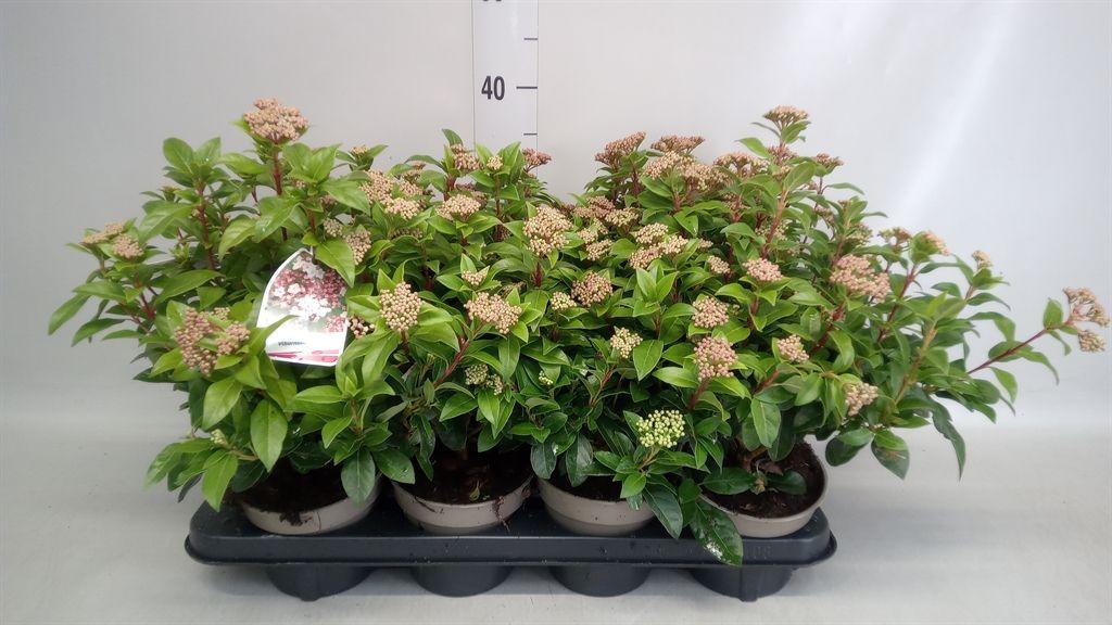 Горшечные цветы и растения оптом Viburnum Tinus от 8шт из Голландии с доставкой по России