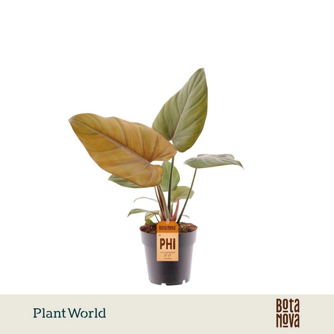 Горшечные цветы и растения оптом Philodendron Summer Glory от 7шт из Голландии с доставкой по России