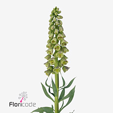 Срезанные цветы оптом Fritillaria magic bells от 20шт из Голландии с доставкой по России