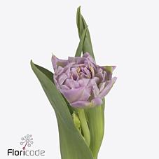 Срезанные цветы оптом Tulipa do full price от 50шт из Голландии с доставкой по России