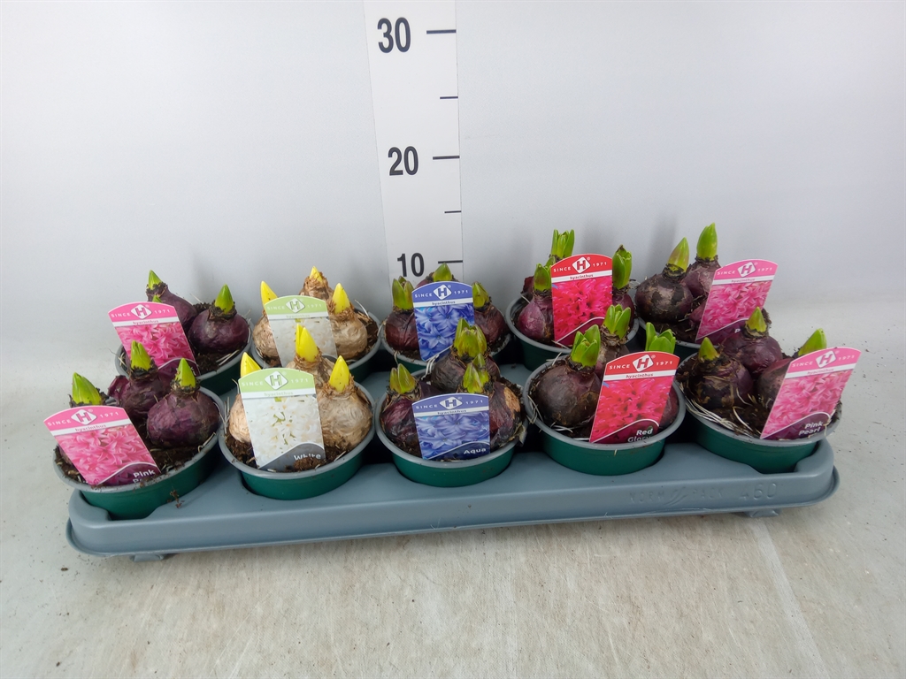 Горшечные цветы и растения оптом Hyacinthus Orie.   ...mix 5 от 10шт из Голландии с доставкой по России