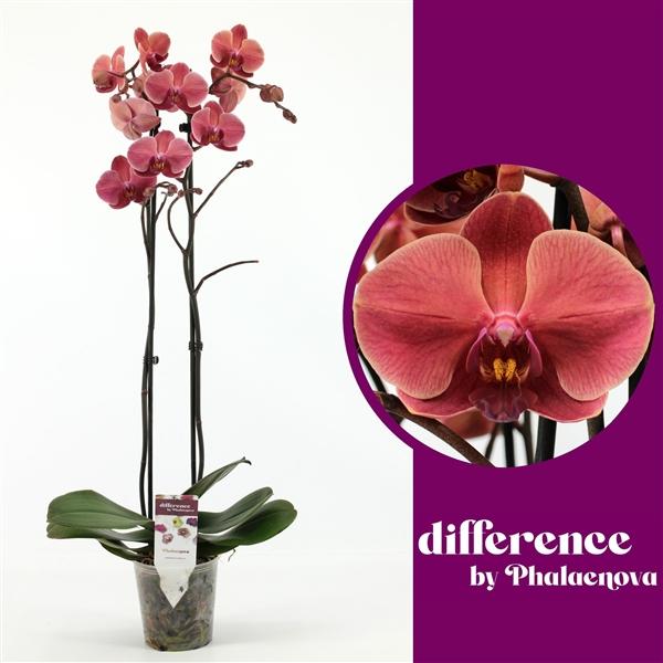 Горшечные цветы и растения оптом Phal 2st Asian Coral 18+ (phalaenova) от 10шт из Голландии с доставкой по России