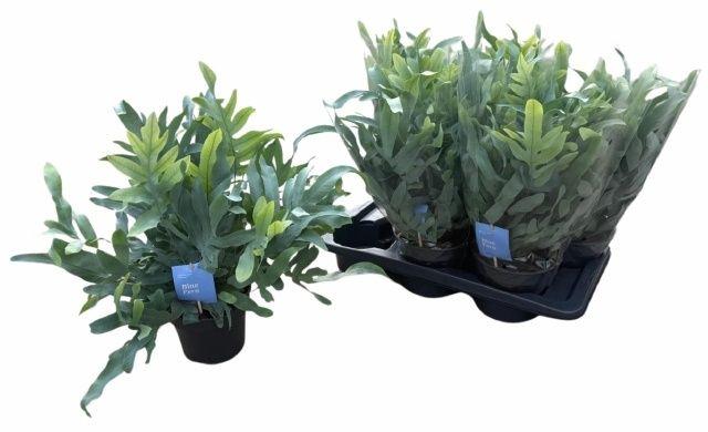 Горшечные цветы и растения оптом Phlebo A Blue Star от 6шт из Голландии с доставкой по России