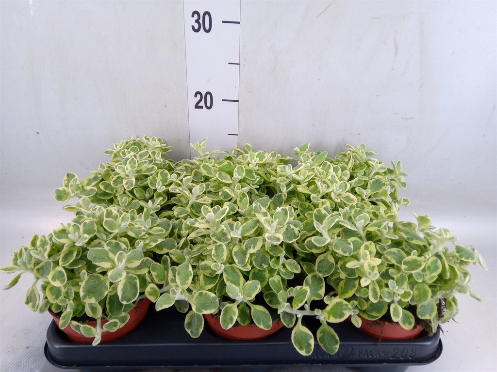 Горшечные цветы и растения оптом Helichrysum Splendidum от 8шт из Голландии с доставкой по России