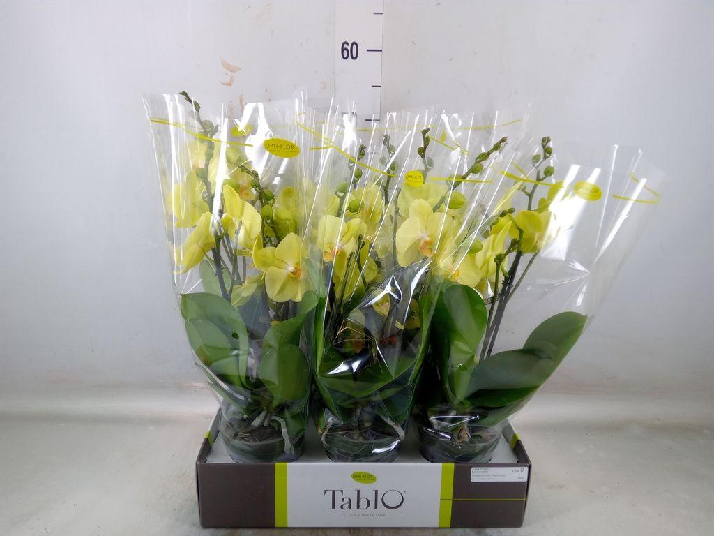 Горшечные цветы и растения оптом Phalaenopsis   ...yellow от 6шт из Голландии с доставкой по России