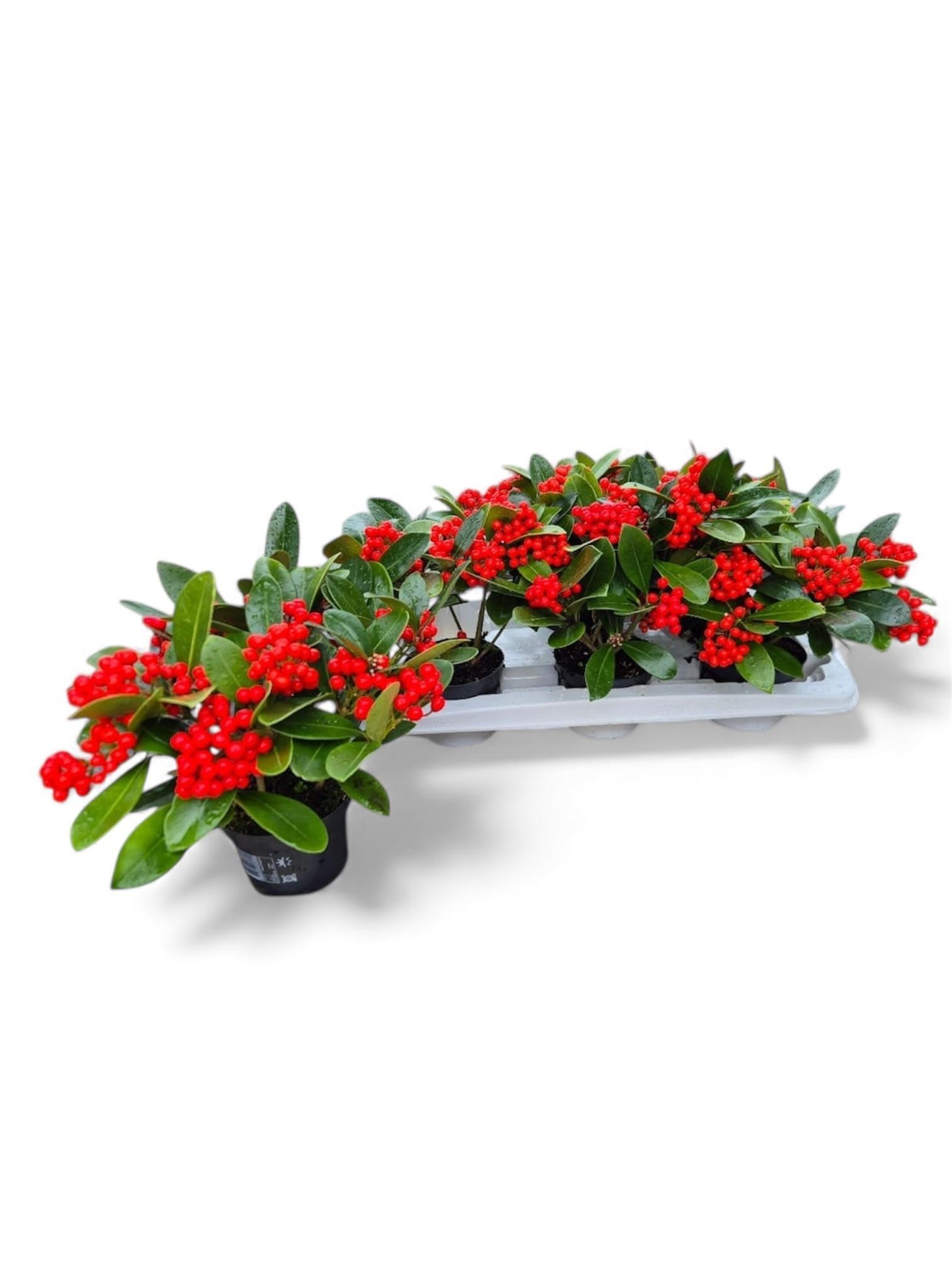 Горшечные цветы и растения оптом Skim Ja Oberries Red от 6шт из Голландии с доставкой по России