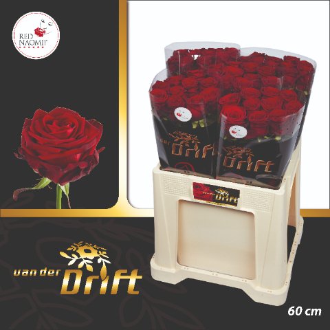 Срезанные цветы оптом Rosa large red naomi! Drift от 50шт. из Голландии с доставкой по России