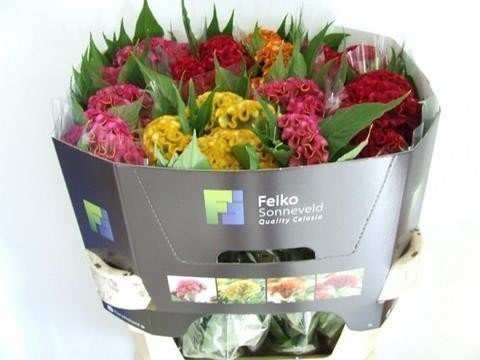 Срезанные цветы оптом Celosia act mix in bucket от 40шт. из Голландии с доставкой по России
