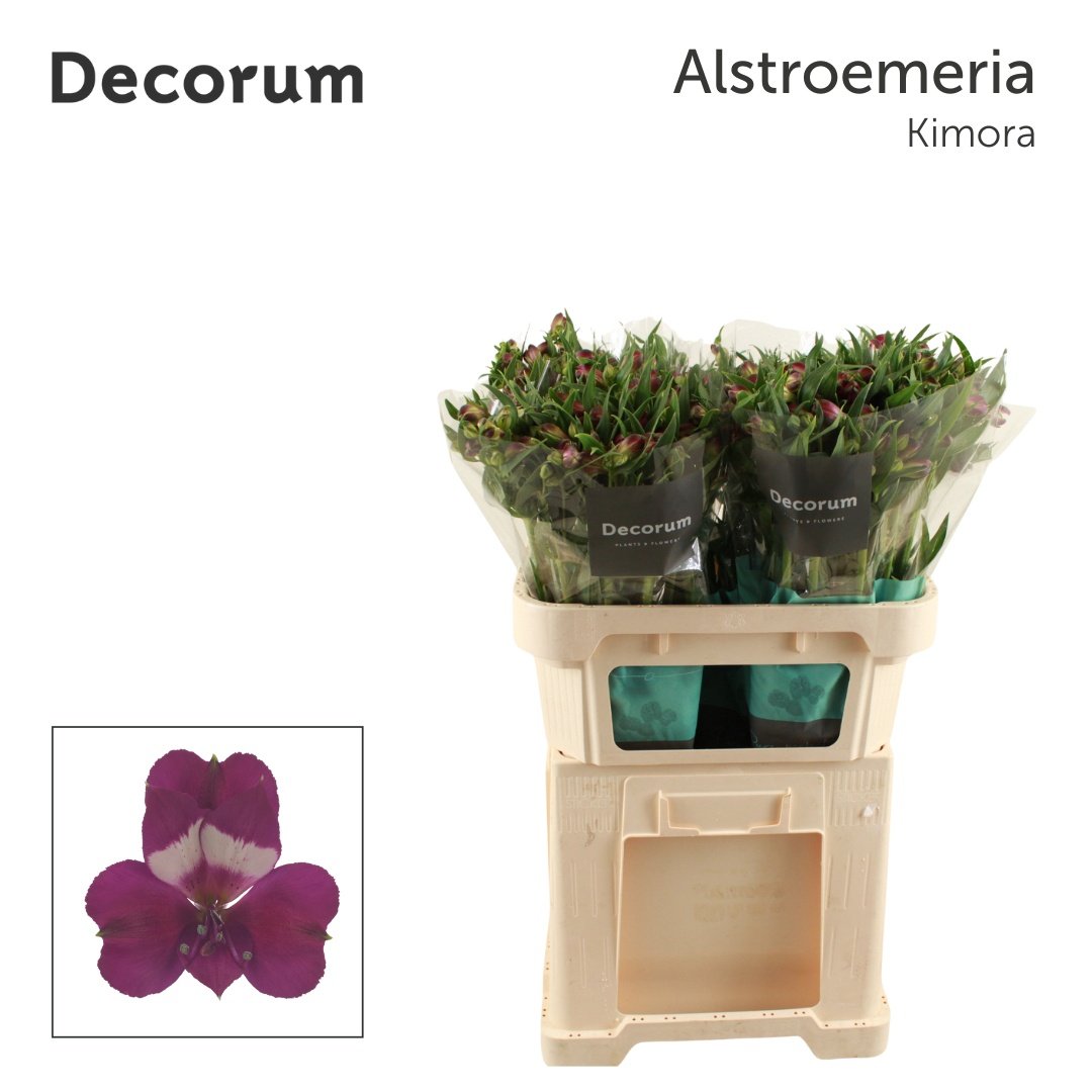 Срезанные цветы оптом Alstroemeria kimora от 60шт из Голландии с доставкой по России