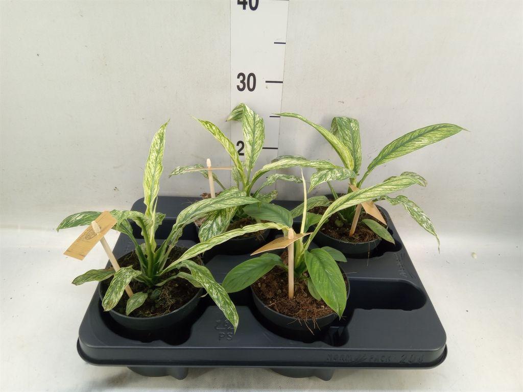 Горшечные цветы и растения оптом Spathiphyllum   ... от 4шт из Голландии с доставкой по России