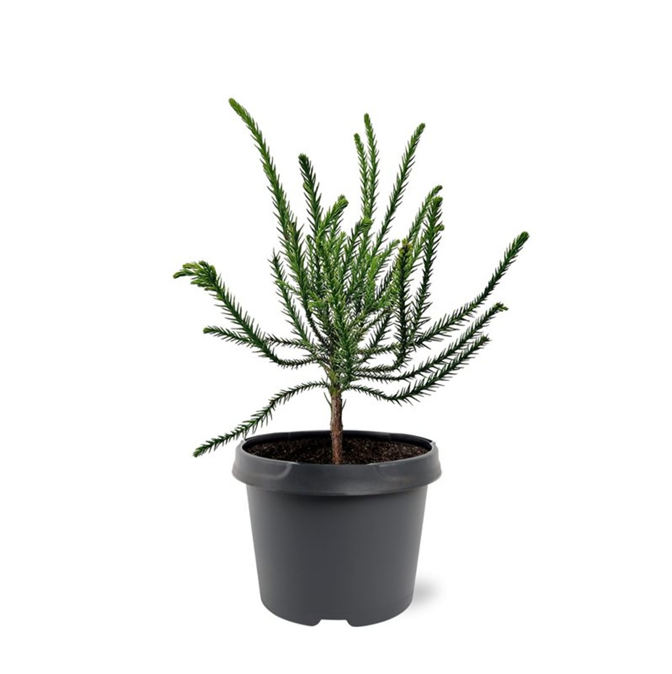 Горшечные цветы и растения оптом Cryptomeria Jap Dacrydioides от 1шт из Голландии с доставкой по России