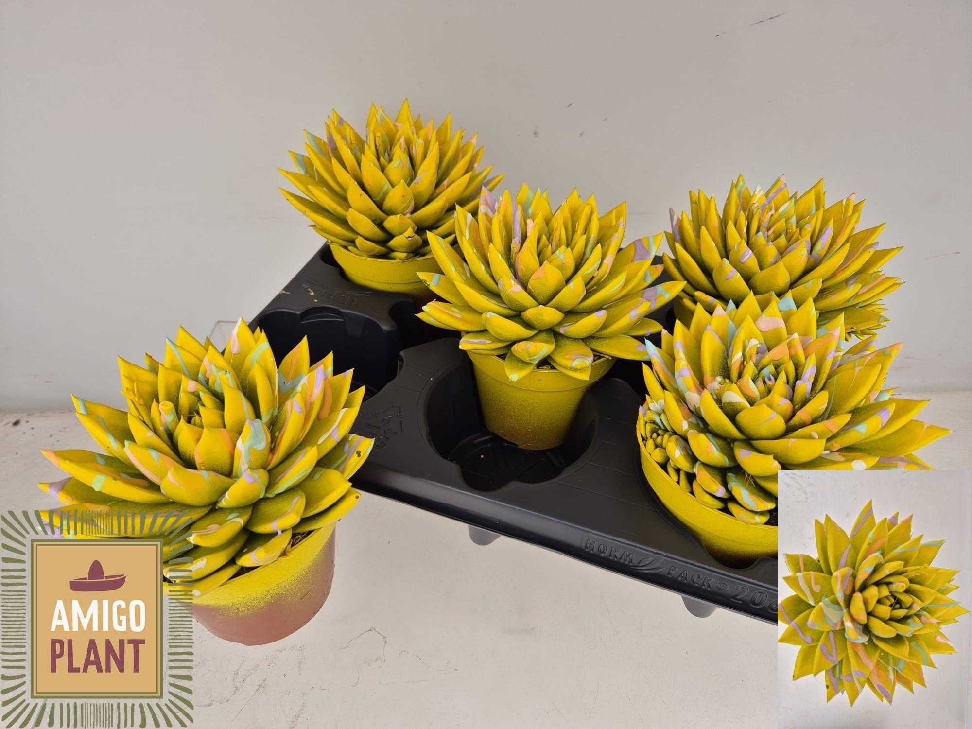 Горшечные цветы и растения оптом Echevieria Mix Painted от 5шт из Голландии с доставкой по России