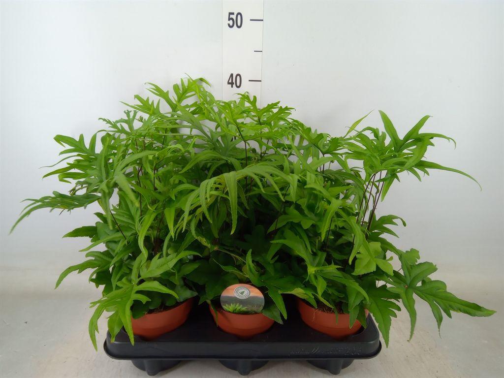 Горшечные цветы и растения оптом Doryopteris Pedata от 6шт из Голландии с доставкой по России