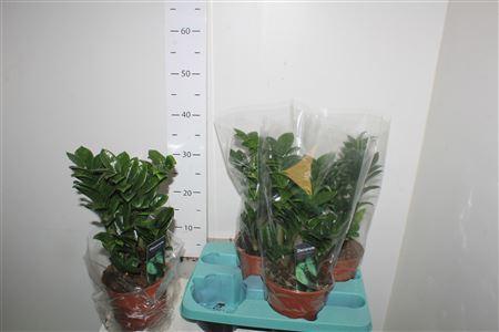 Горшечные цветы и растения оптом Zamioculcas Zenzi 5+ от 4шт из Голландии с доставкой по России
