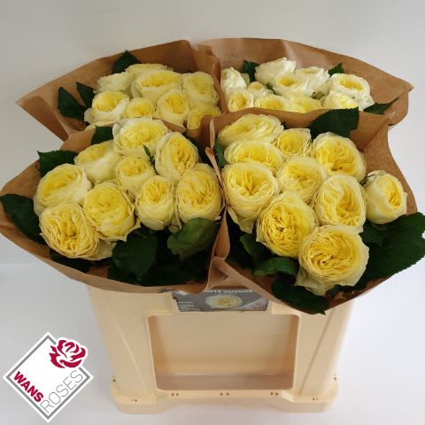 Срезанные цветы оптом Rosa garden white vuvuzela от 40шт из Голландии с доставкой по России