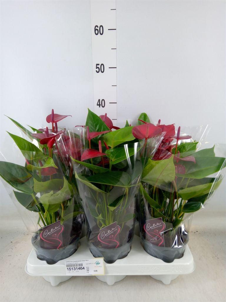 Горшечные цветы и растения оптом Anthurium (andreanum Grp) Floriclon от 6шт из Голландии с доставкой по России