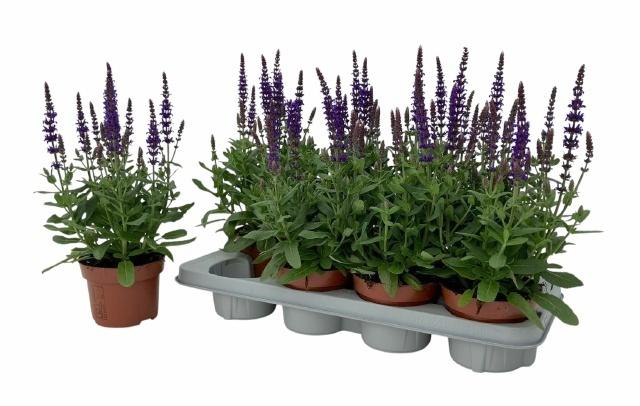 Горшечные цветы и растения оптом Salvia Ne Se Dp Blue от 8шт из Голландии с доставкой по России Горшечные цветы и растения оптом Salvia Ne Se Dp Blue от 8шт из Голландии с доставкой по России