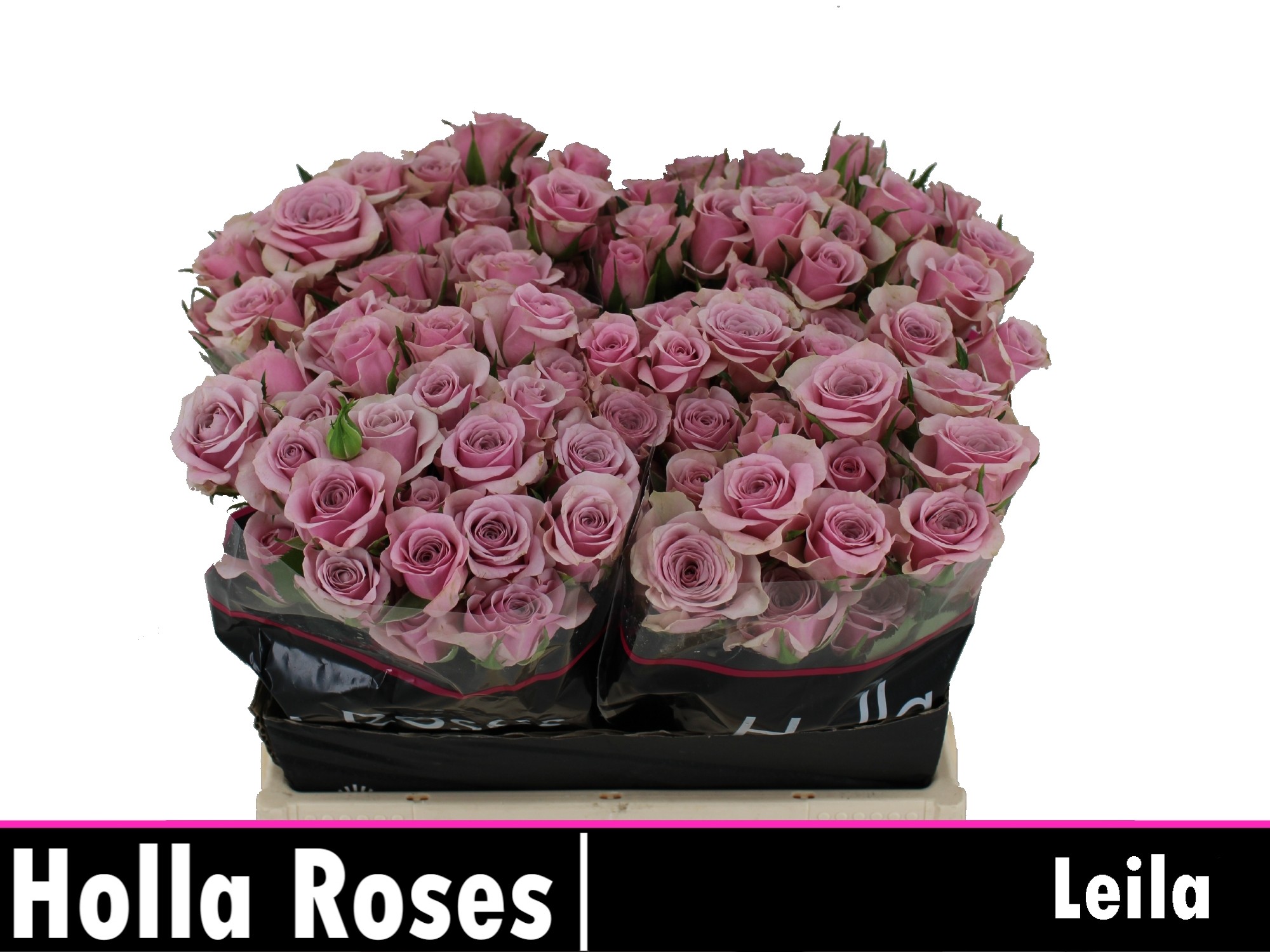 Срезанные цветы оптом Rosa spray leila от 50шт из Голландии с доставкой по России
