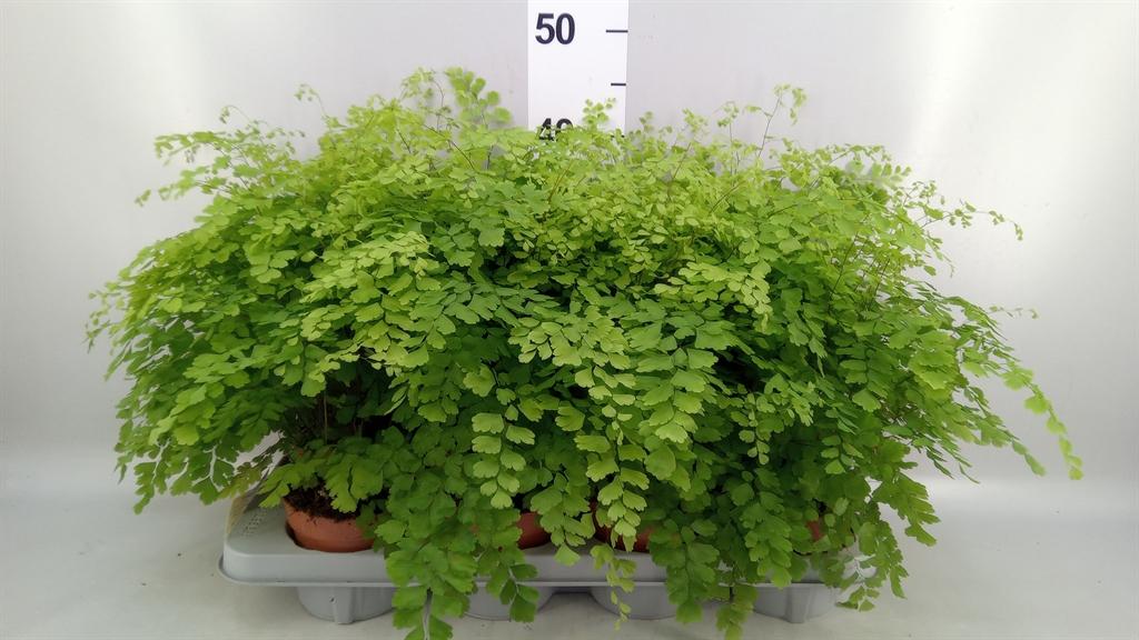 Горшечные цветы и растения оптом Adiantum Raddi. fragrans от 8шт из Голландии с доставкой по России