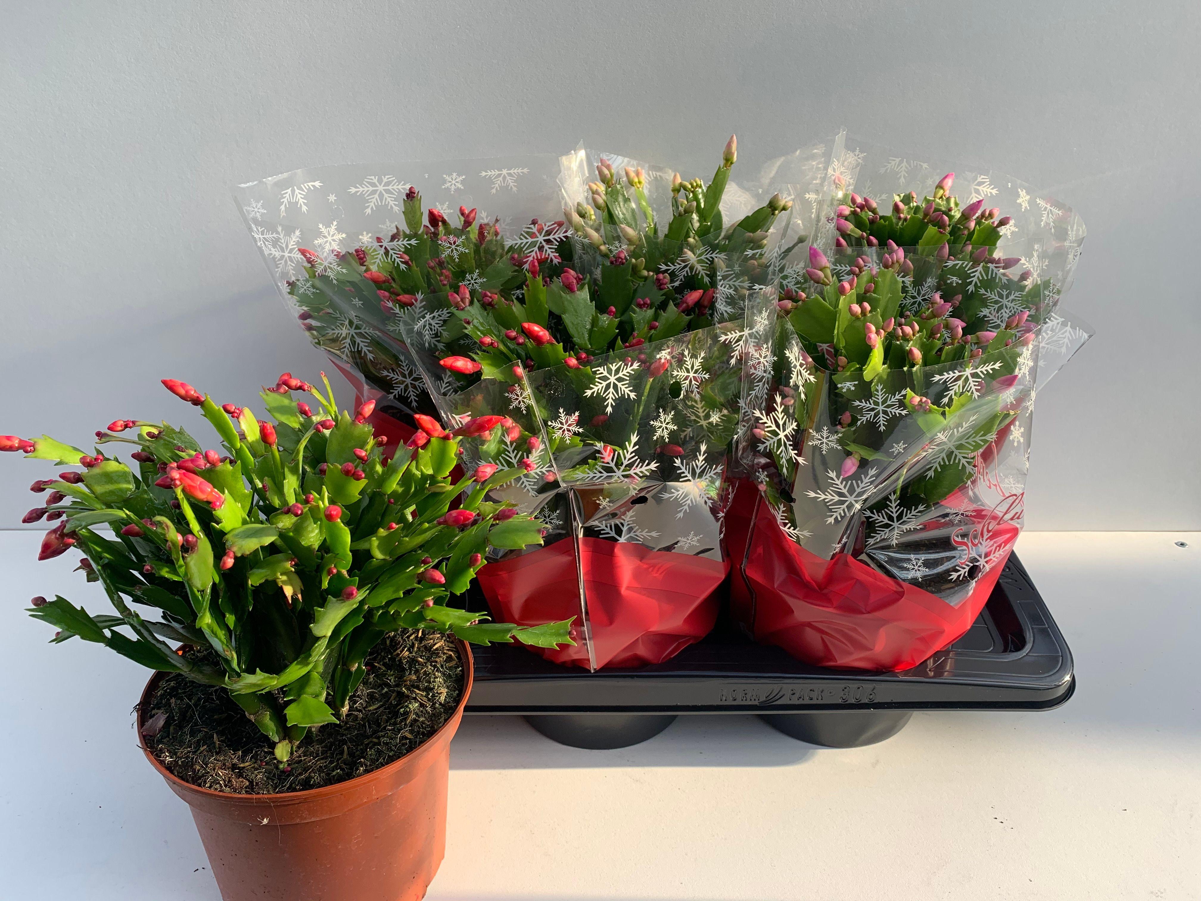 Горшечные цветы и растения оптом Schlumb Gem 3 Kl от 6шт из Голландии с доставкой по России