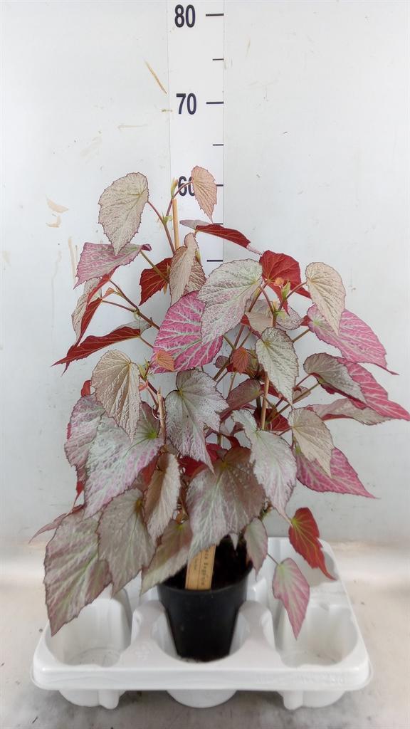 Горшечные цветы и растения оптом Begonia Bd   ... от 1шт (для телеги) из Голландии с доставкой по России