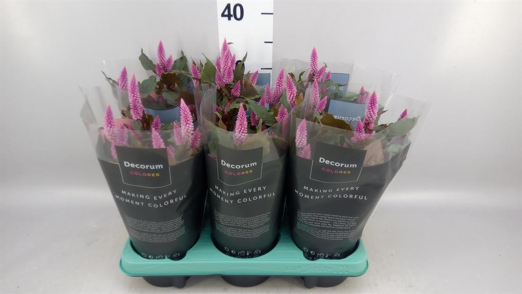 Горшечные цветы и растения оптом Celosia Spic. merida Pink от 6шт из Голландии с доставкой по России
