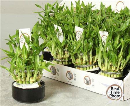 Горшечные цветы и растения оптом Dra Lucky Bamboo 3 Rings от 13шт из Голландии с доставкой по России