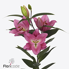 Срезанные цветы оптом Lilium or ibiza от 60шт из Голландии с доставкой по России