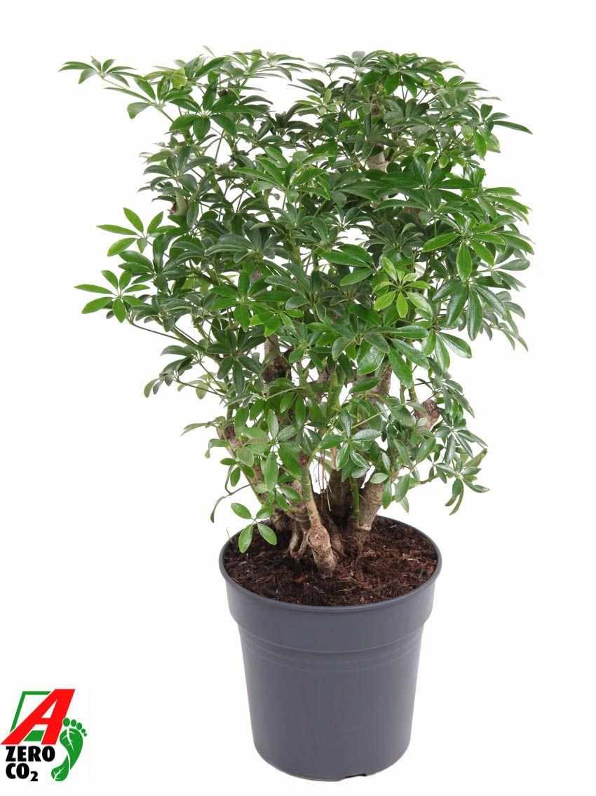 Горшечные цветы и растения оптом Schefflera Luseana Branched от 1шт из Голландии с доставкой по России