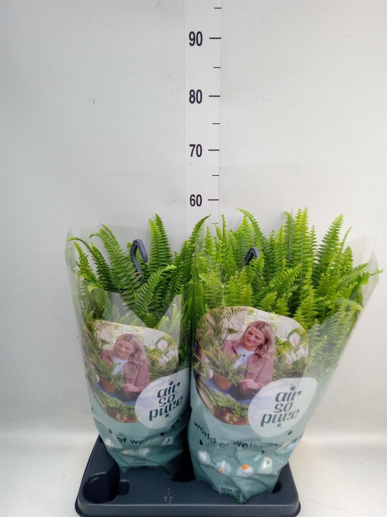 Горшечные цветы и растения оптом Nephrolepsis Green Lady Hangpot от 2шт из Голландии с доставкой по России