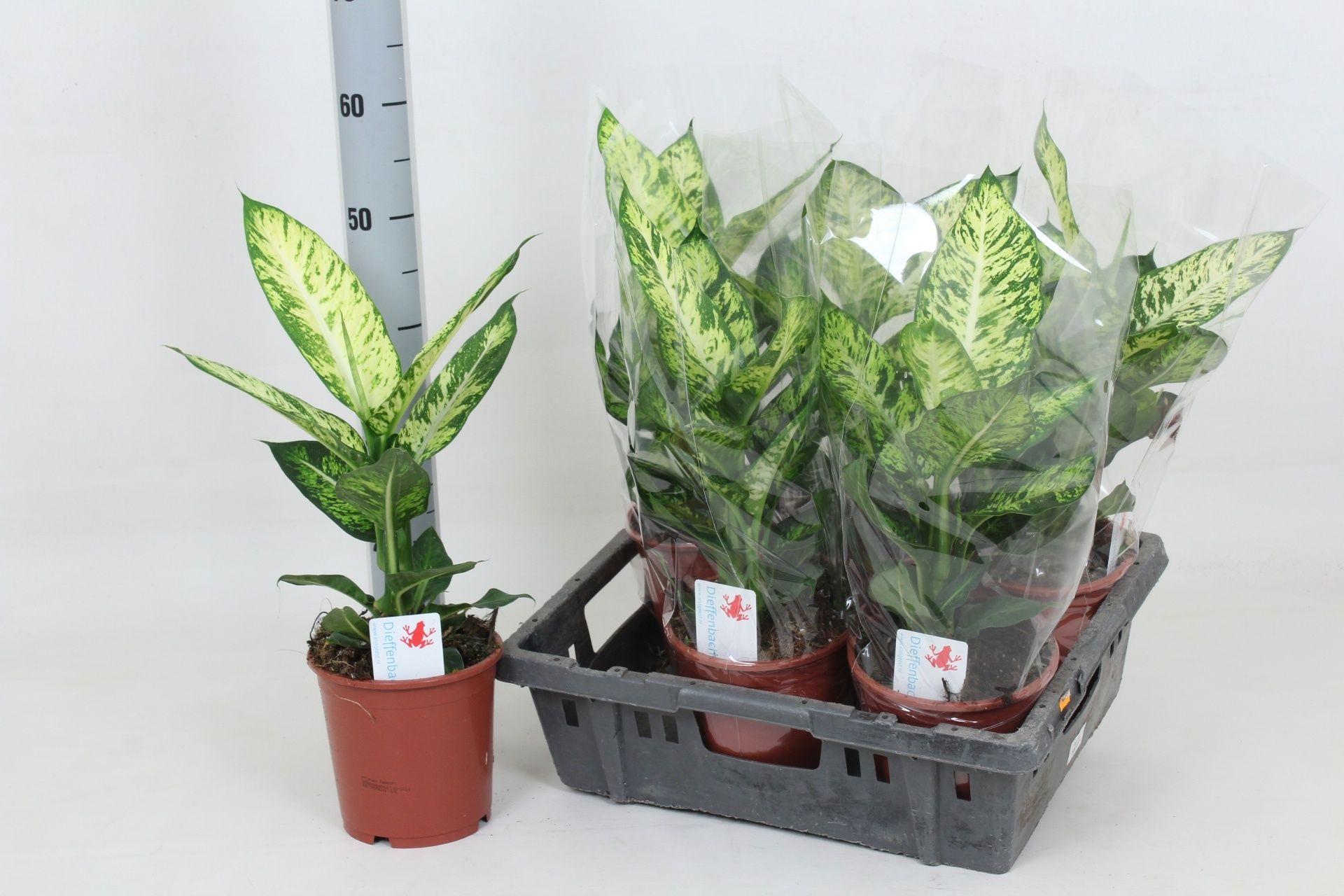 Горшечные цветы и растения оптом Dieffenbachia Sublime от 6шт из Голландии с доставкой по России