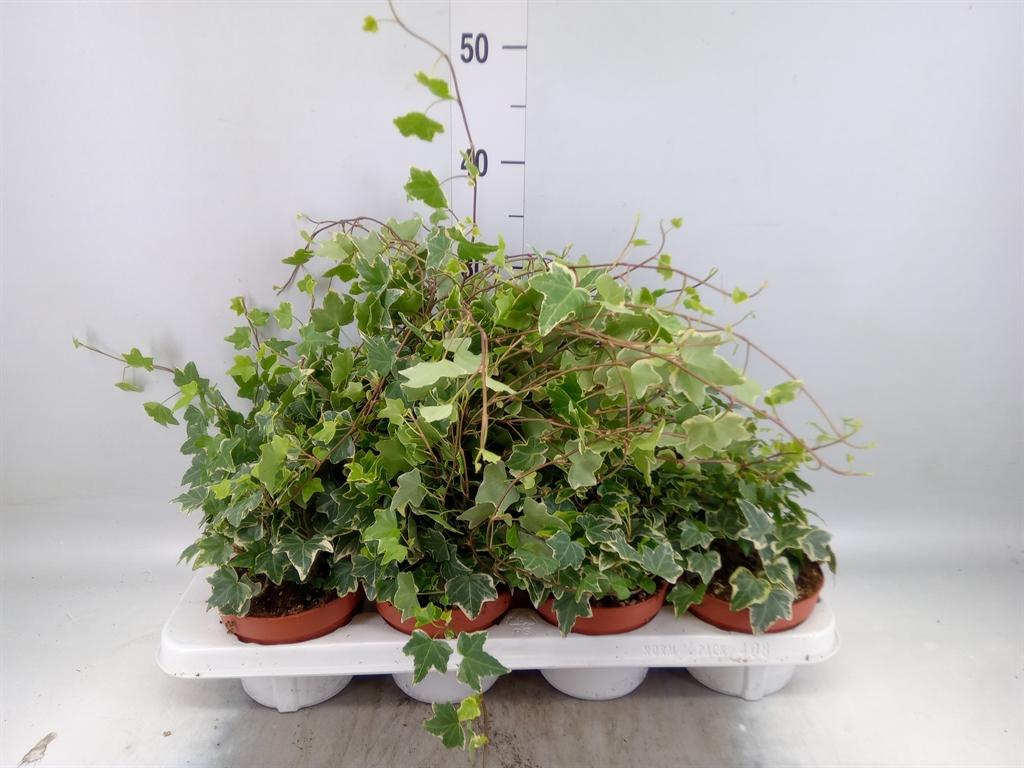 Горшечные цветы и растения оптом Hedera   ...variegated от 8шт из Голландии с доставкой по России