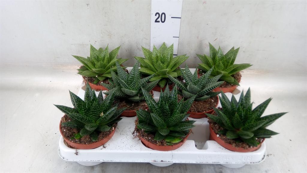 Горшечные цветы и растения оптом Aloe   ...mix от 8шт из Голландии с доставкой по России