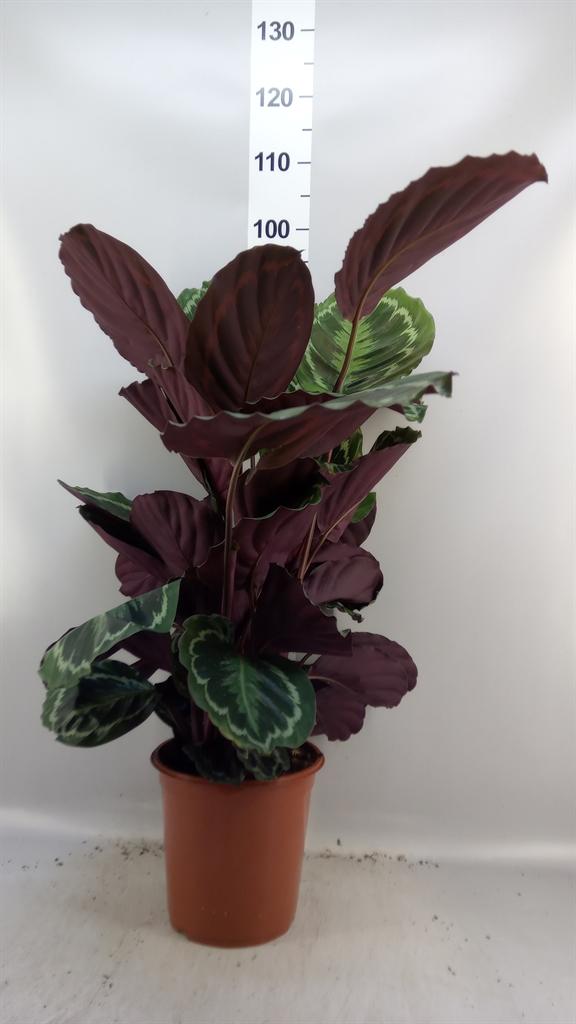 Горшечные цветы и растения оптом Calathea medallion от 1шт из Голландии с доставкой по России