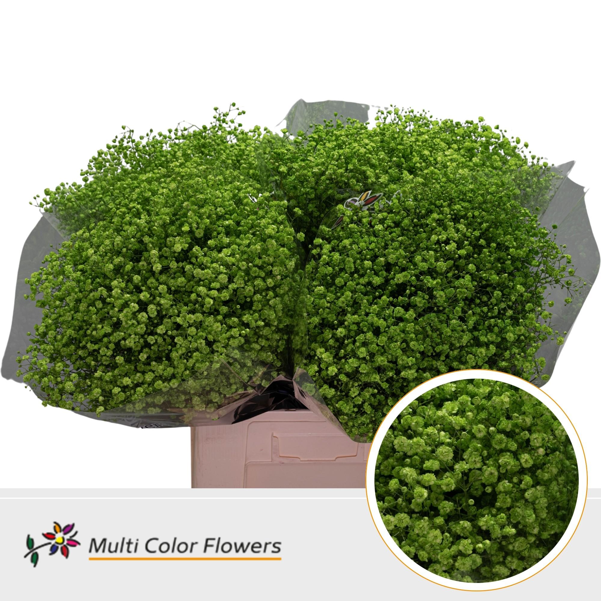 Срезанные цветы оптом Gyps large paint applegreen от 100шт из Голландии с доставкой по России