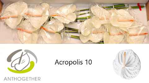 Срезанные цветы оптом Anthurium acropolis от 10шт из Голландии с доставкой по России