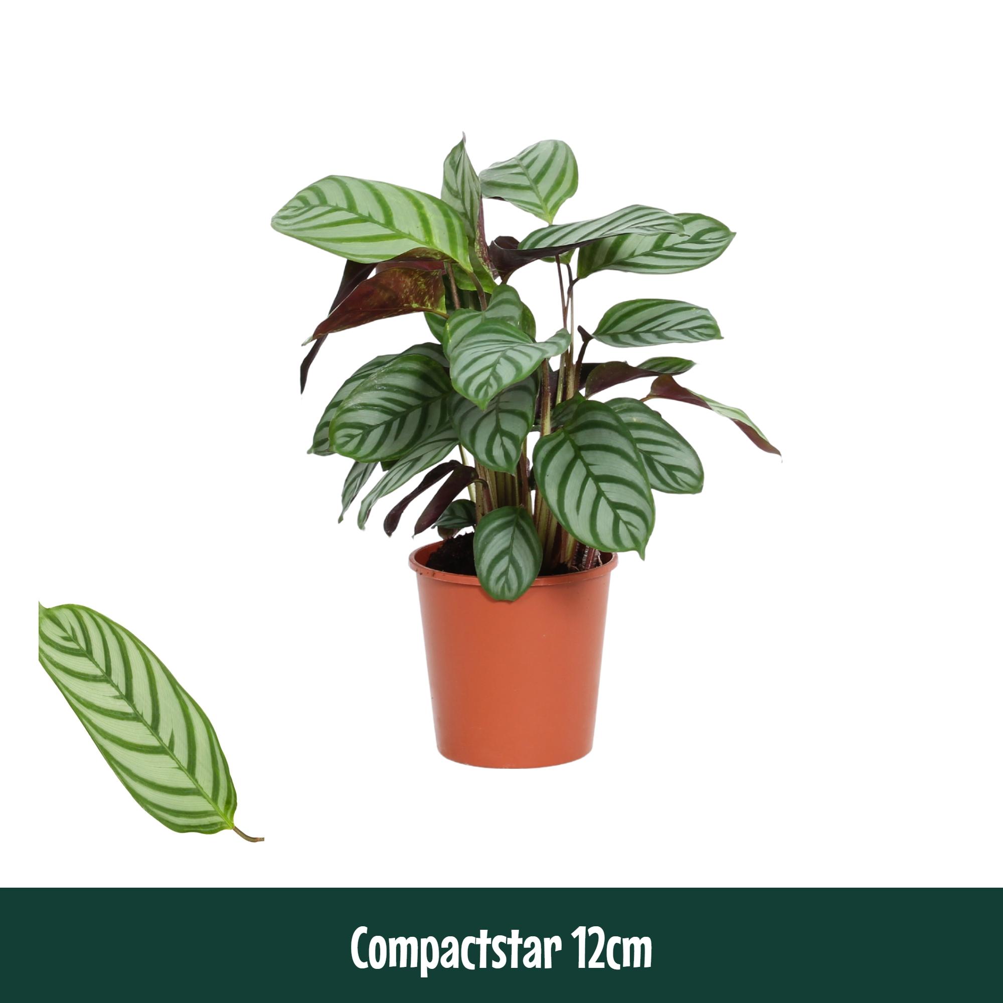 Горшечные цветы и растения оптом Calathea Compactstar от 10шт из Голландии с доставкой по России