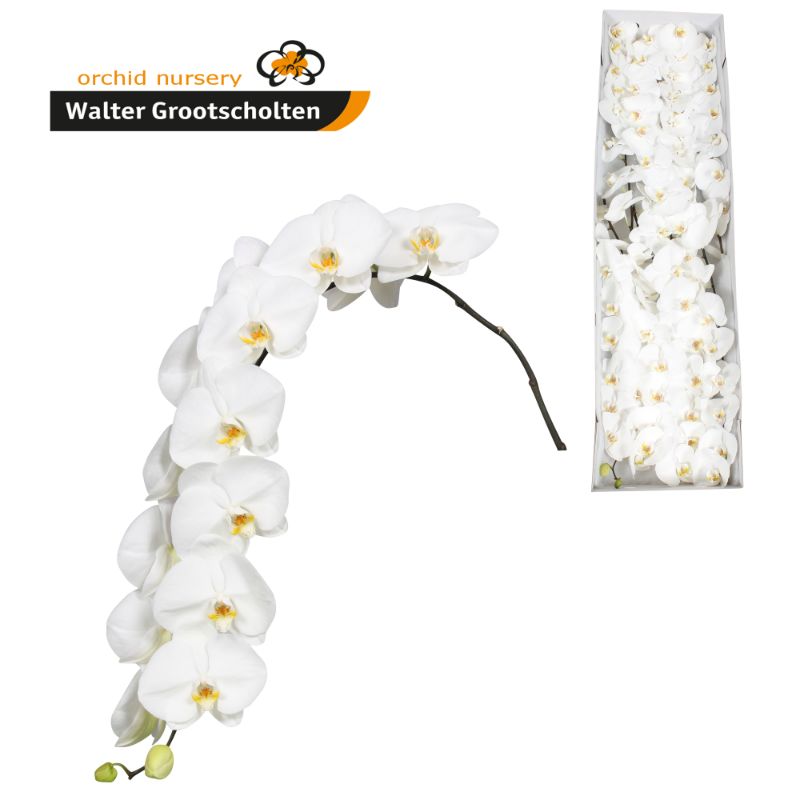 Срезанные цветы оптом Phalaenopsis sensation white (per stem) от 6шт из Голландии с доставкой по России
