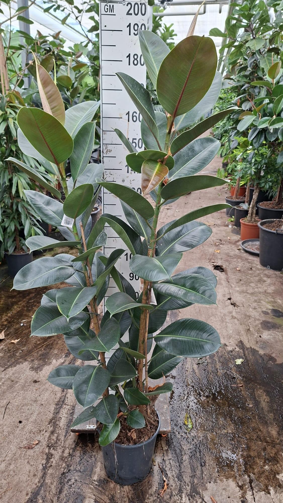 Горшечные цветы и растения оптом Ficus El Robusta On Stem от 1шт из Голландии с доставкой по России