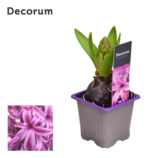 Горшечные цветы и растения оптом Hyacinthus Purple Sensation 1pp Label (decorum) от 24шт из Голландии с доставкой по России