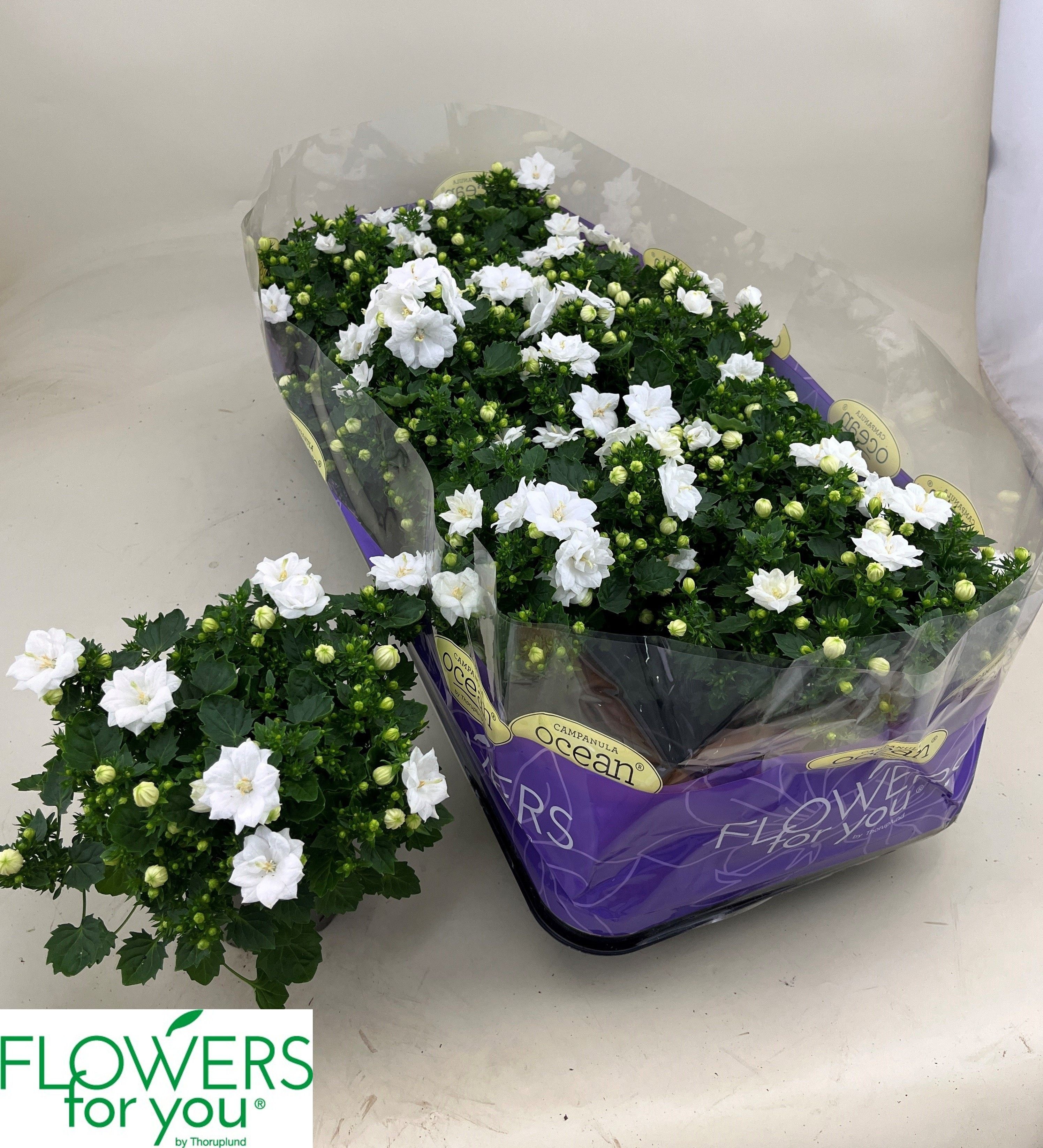 Горшечные цветы и растения оптом Camp Ov от 10шт (для телеги) из Голландии с доставкой по России