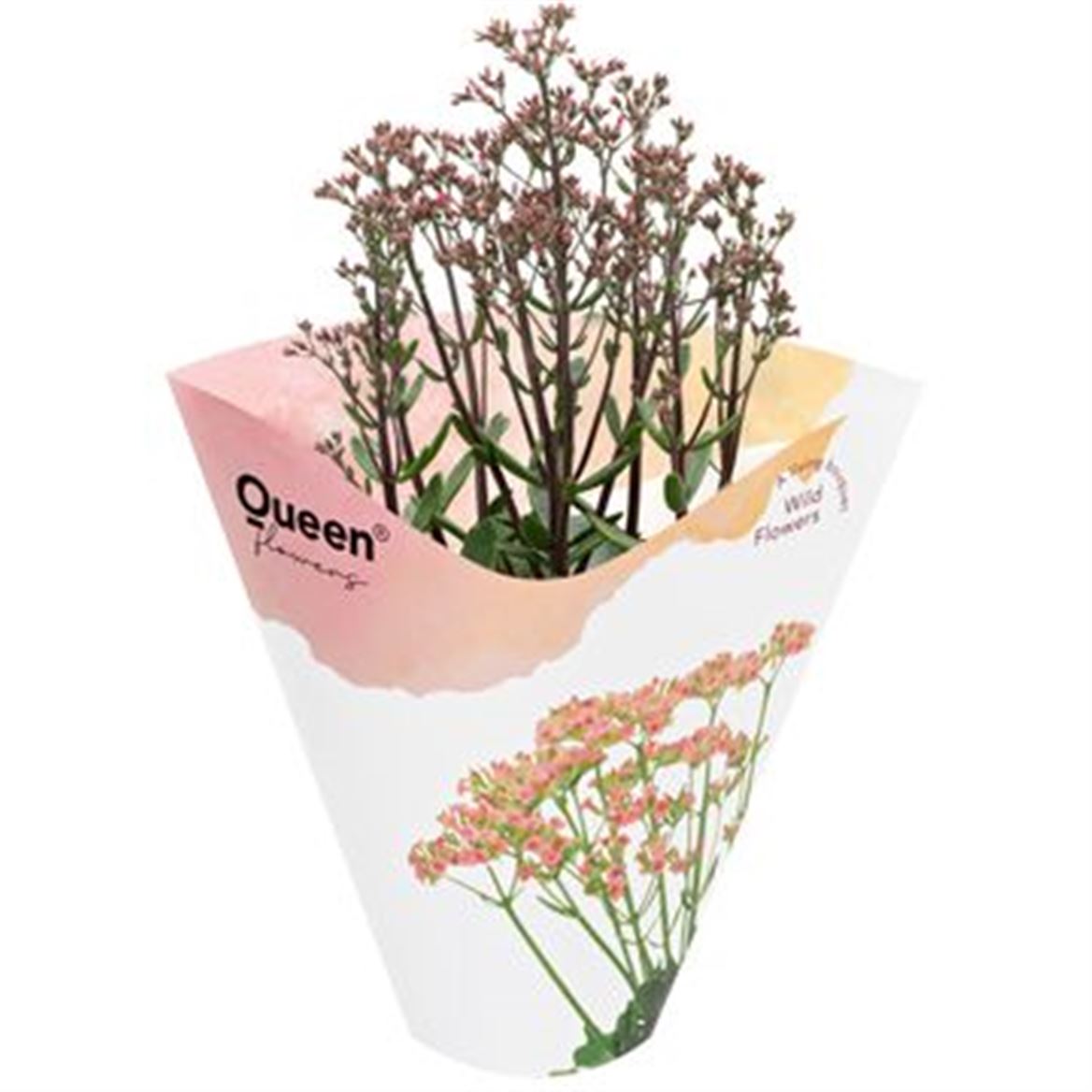 Горшечные цветы и растения оптом Kal Canyon Wild Flowers от 8шт из Голландии с доставкой по России