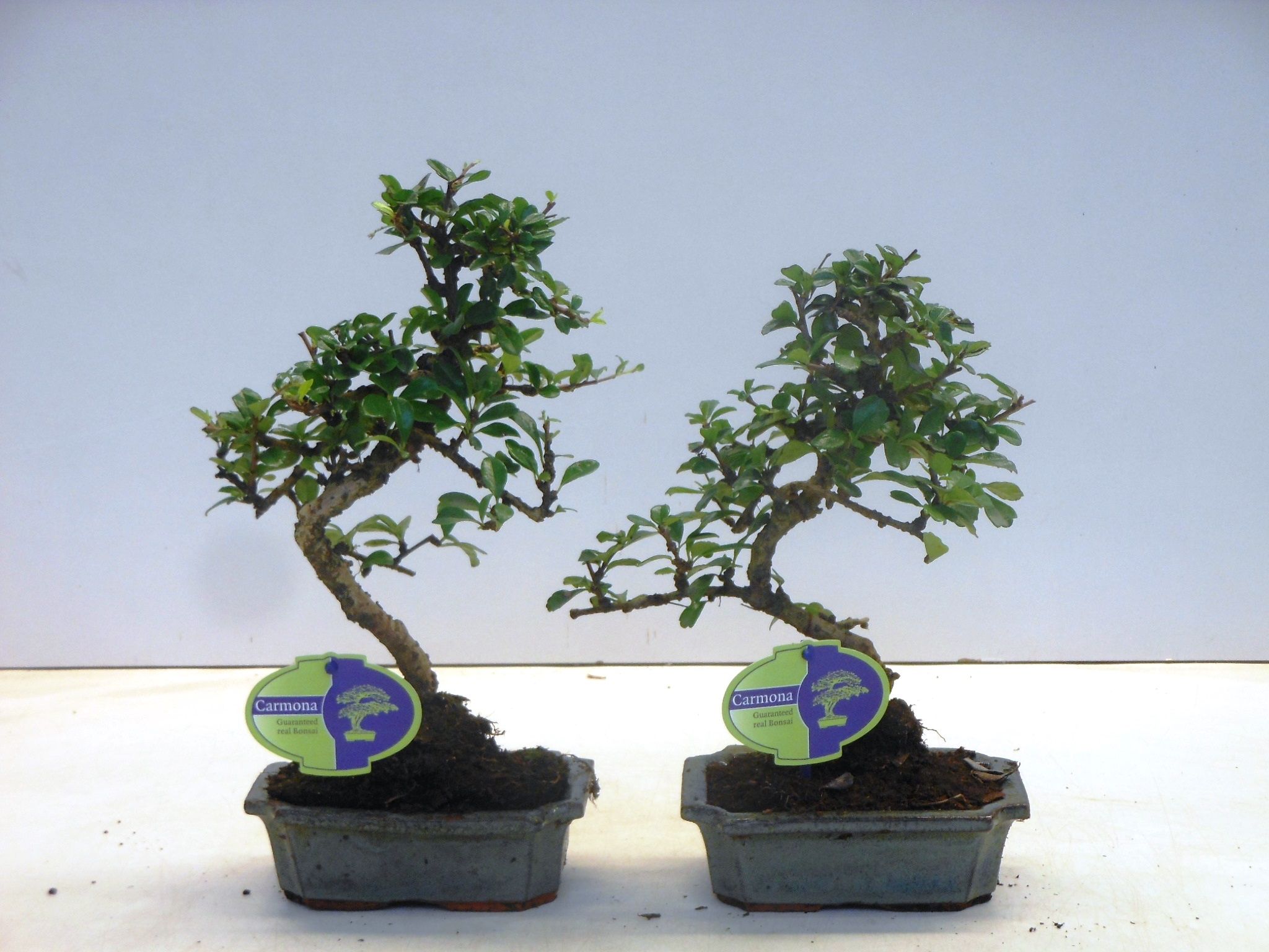 Горшечные цветы и растения оптом Bonsai Carmona Macrophylla, Without от 10шт из Голландии с доставкой по России