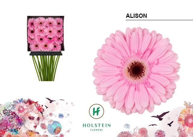 Срезанные цветы оптом Gerbera diamond alison от 15шт из Голландии с доставкой по России