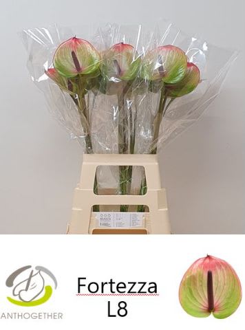Срезанные цветы оптом Anthurium fortezza от 20шт из Голландии с доставкой по России