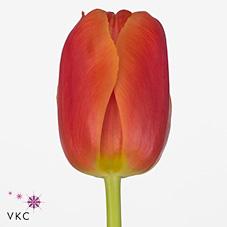 Срезанные цветы оптом Tulipa do icoon от 150шт из Голландии с доставкой по России