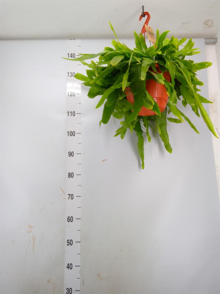 Горшечные цветы и растения оптом Epiphyllum   ... от 1шт из Голландии с доставкой по России