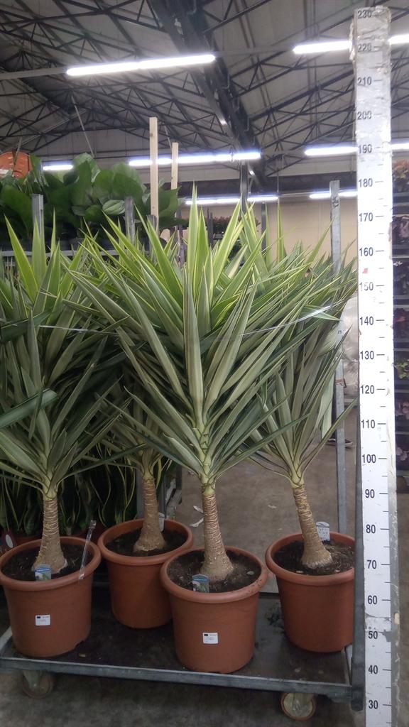 Горшечные цветы и растения оптом Yucca Elephantipes jewel от 1шт из Голландии с доставкой по России